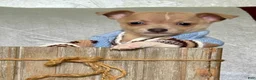 Chiweenie dogs for sale: Rambo - Ad 3