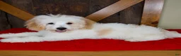 Mini Bernedoodle dogs for sale: Milo - Micro Mini Teddy Bear - Ad 7