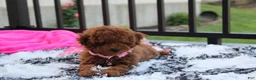 Miniature Poodle dogs for sale: Sasha  - Ad 4