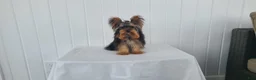 Yorkshire Terrier dogs for sale: Yorkshire Terrier Puppy 1 - Ad 3