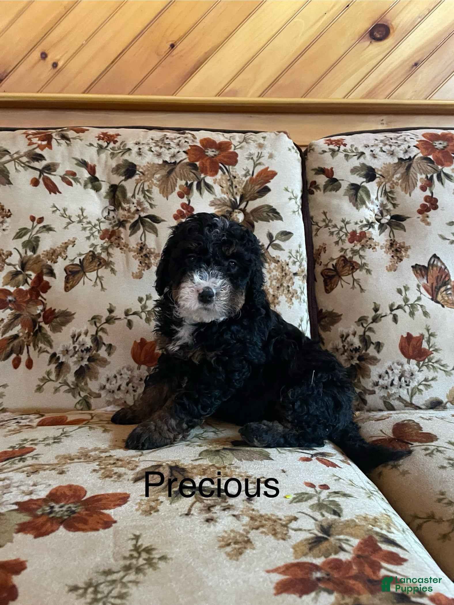 Mini Bernedoodle dogs Mini Bernedoodle Puppy 5 - Ad 19
