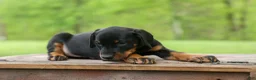 Doberman Pinscher dogs for sale: Duke (Black Rust)🐶🤎✨ - Ad 15