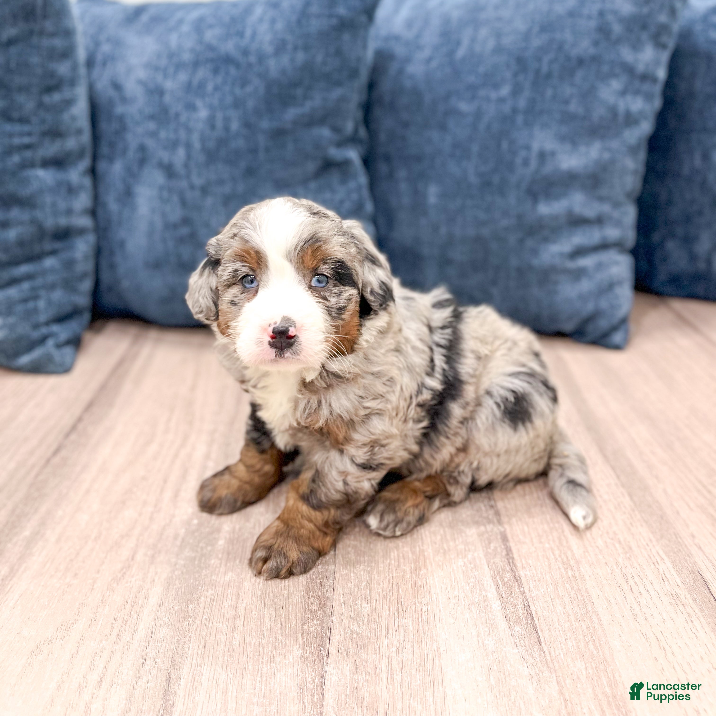 Mini Bernedoodle dogs Oscar - Ad 1