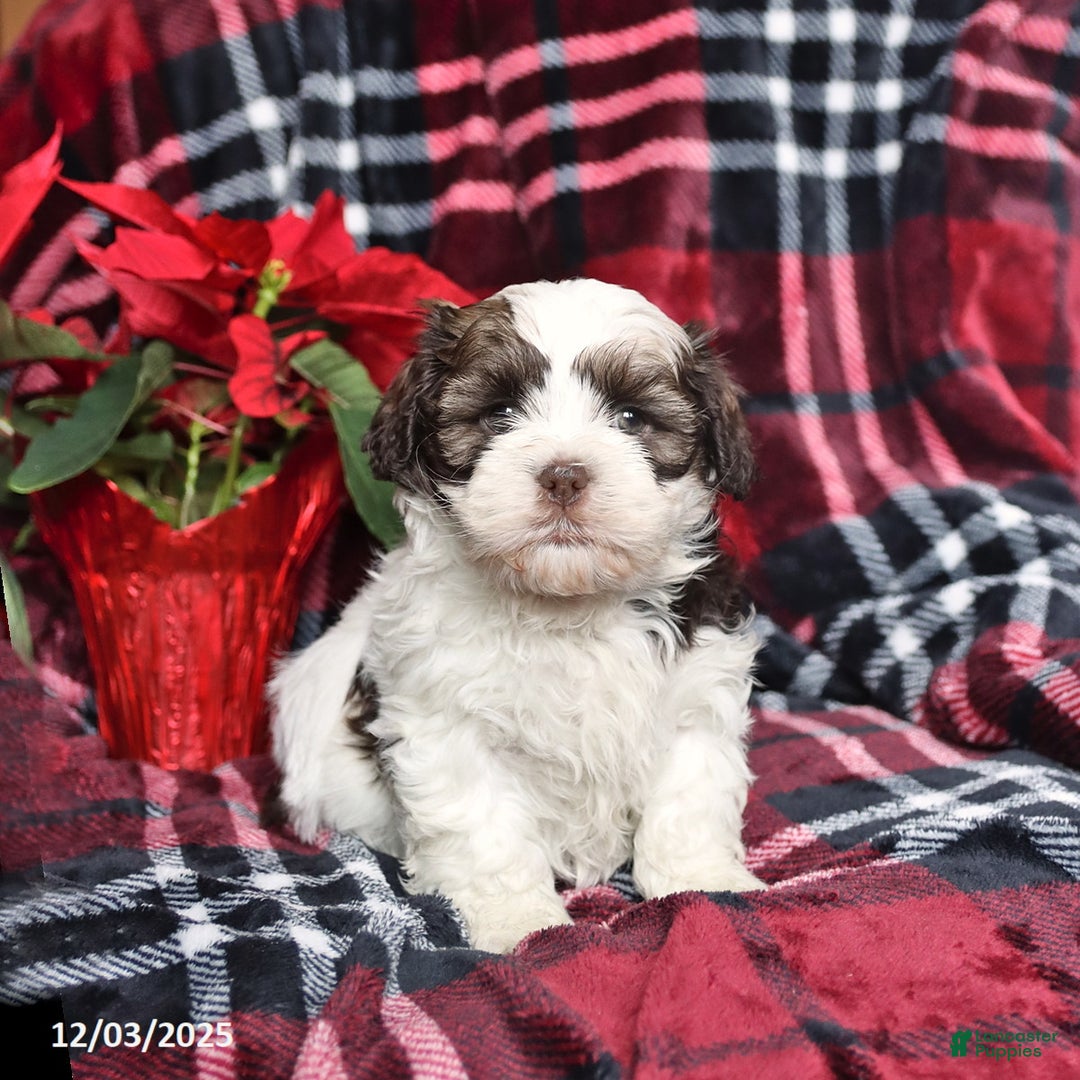 Mixed Breed dogs for sale: Donner - Ad 1