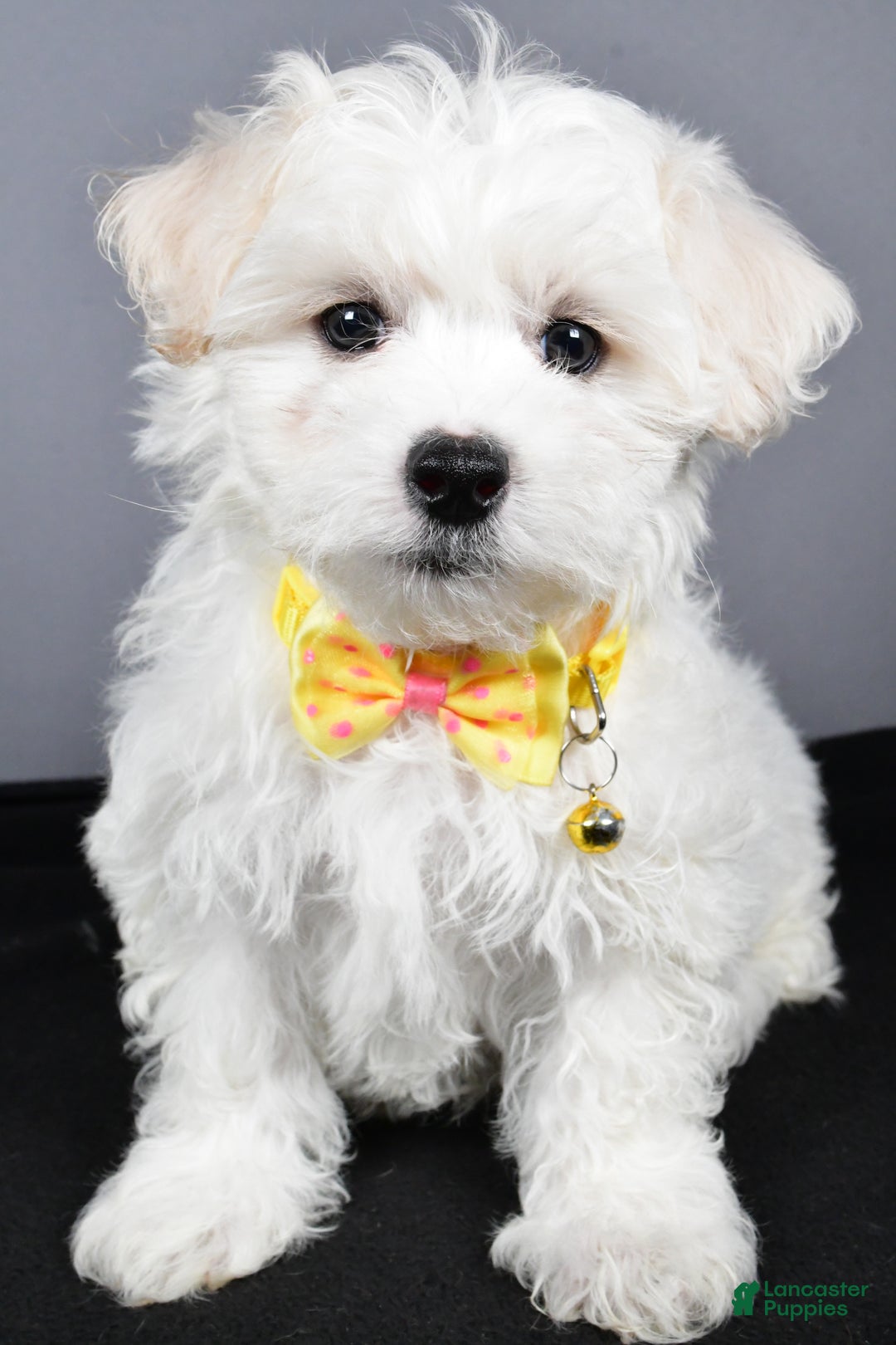 Maltipoo dogs for sale: Lennie - Ad 6