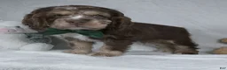 Cocker Spaniel dogs for sale: Riley - Ad 5