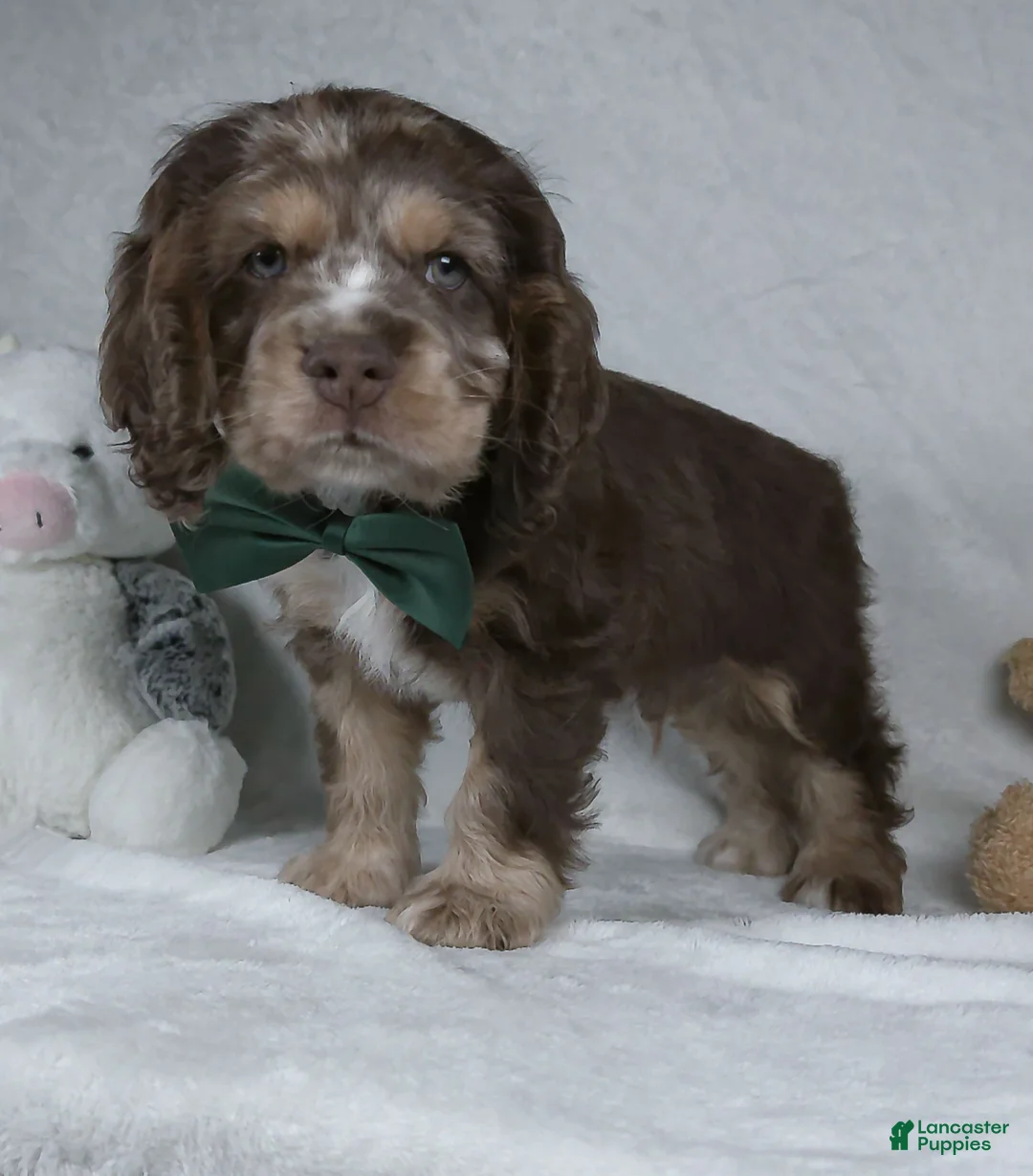 Cocker Spaniel dogs for sale: Riley - Ad 5