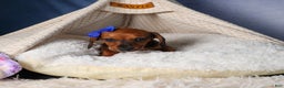 Miniature Dachshund dogs for sale: Cody - Ad 10