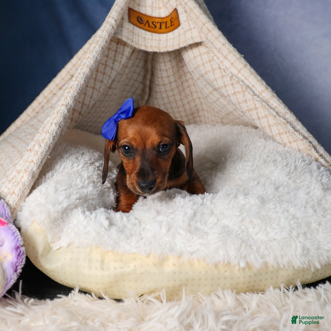 Miniature Dachshund dogs for sale: Cody - Ad 10