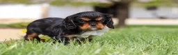 Cavalier King Charles Spaniel dogs for sale: Bentley - Ad 4