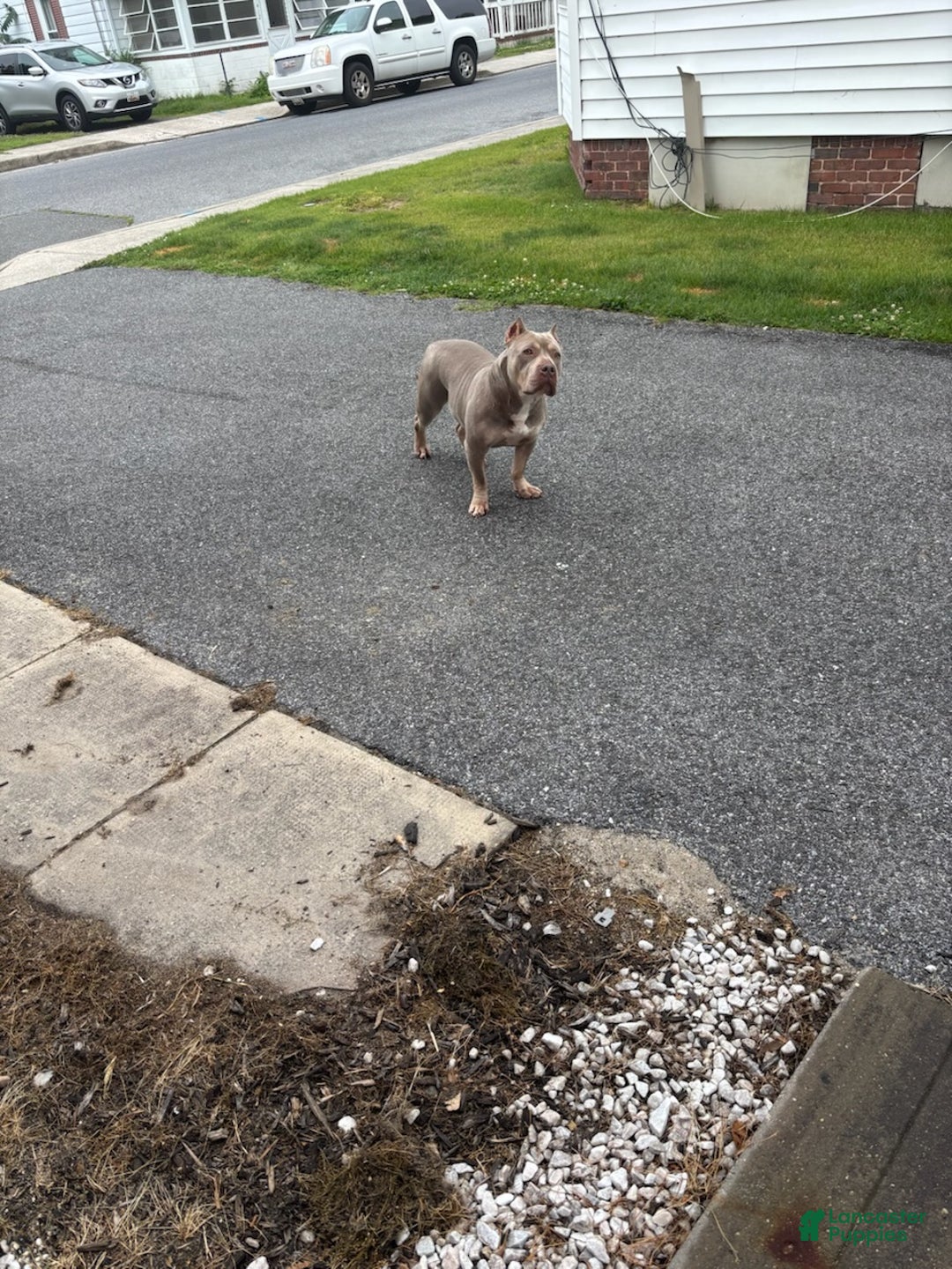 American Bully dogs for sale: American Bully Puppy 1 - Ad 13