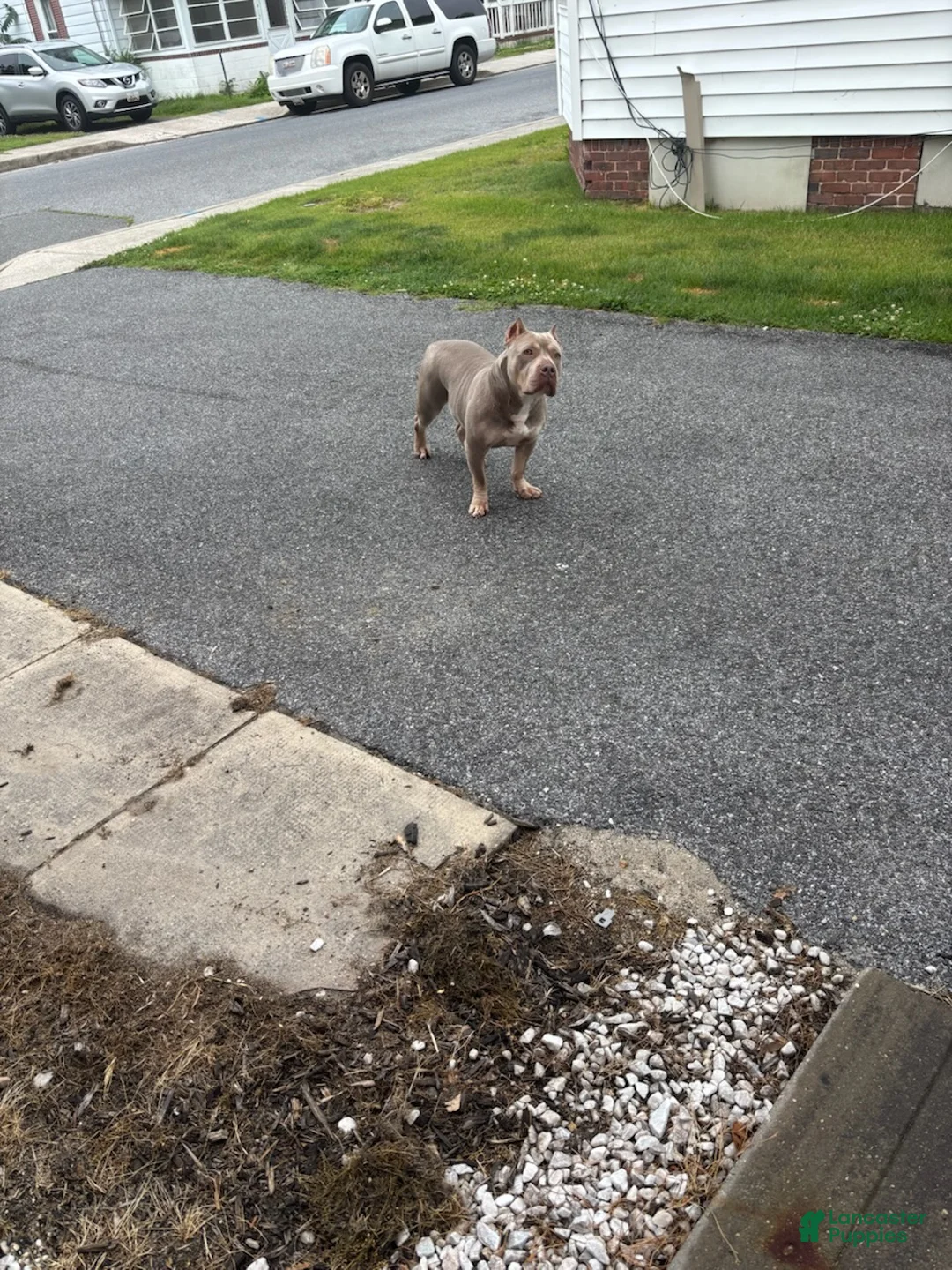 American Bully dogs for sale: Amiri - Ad 13