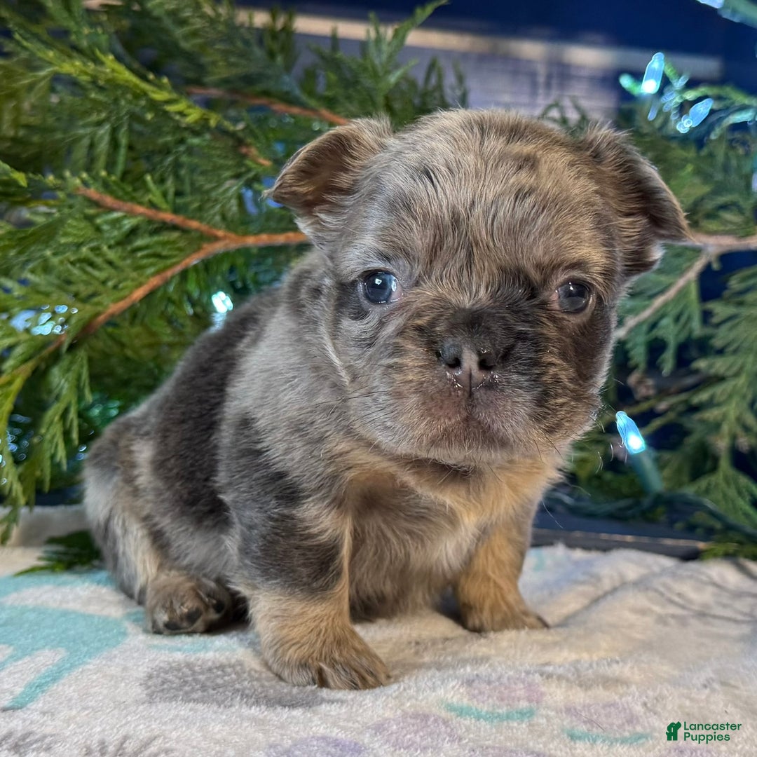 French Bulldog dogs for sale: Darla - Ad 2