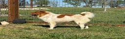 Shar Pei dogs for sale: Bear - Ad 4