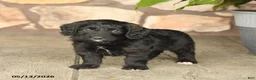Double Doodle dogs for sale: Diamond - Ad 4