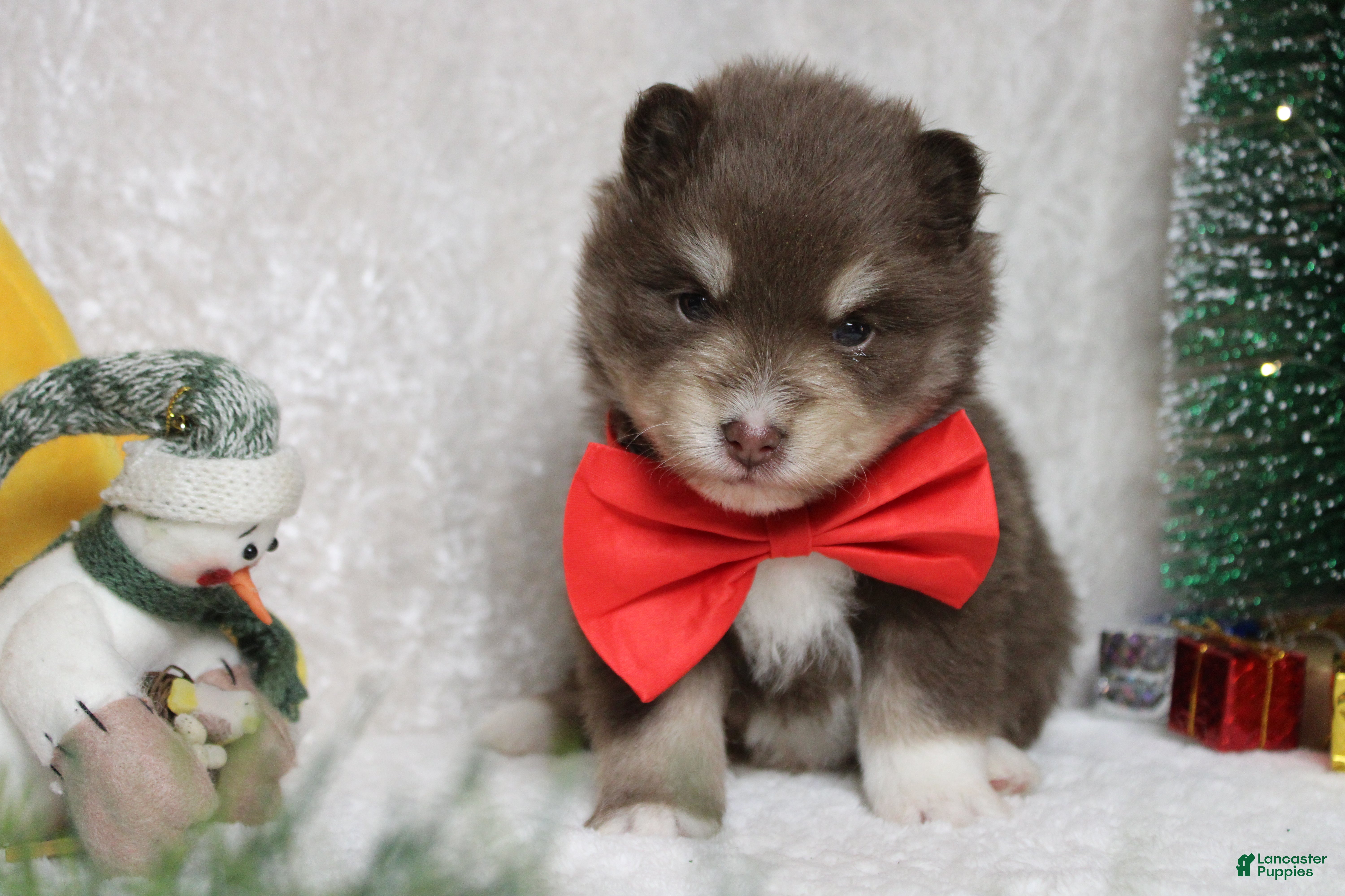 Pomsky dogs Huey  - Ad 13