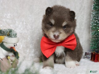 Pomsky dogs Huey - Ad 14