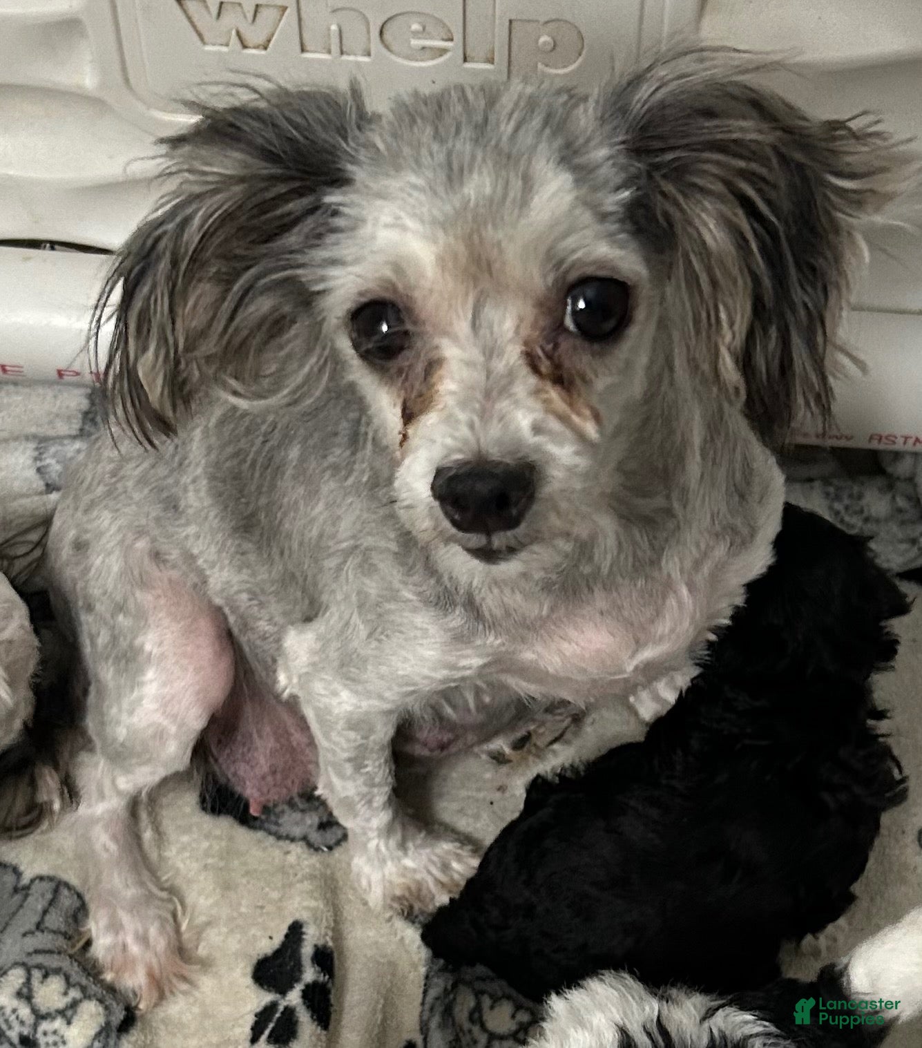Maltipoo dogs Maltipoo 3 - Ad 2
