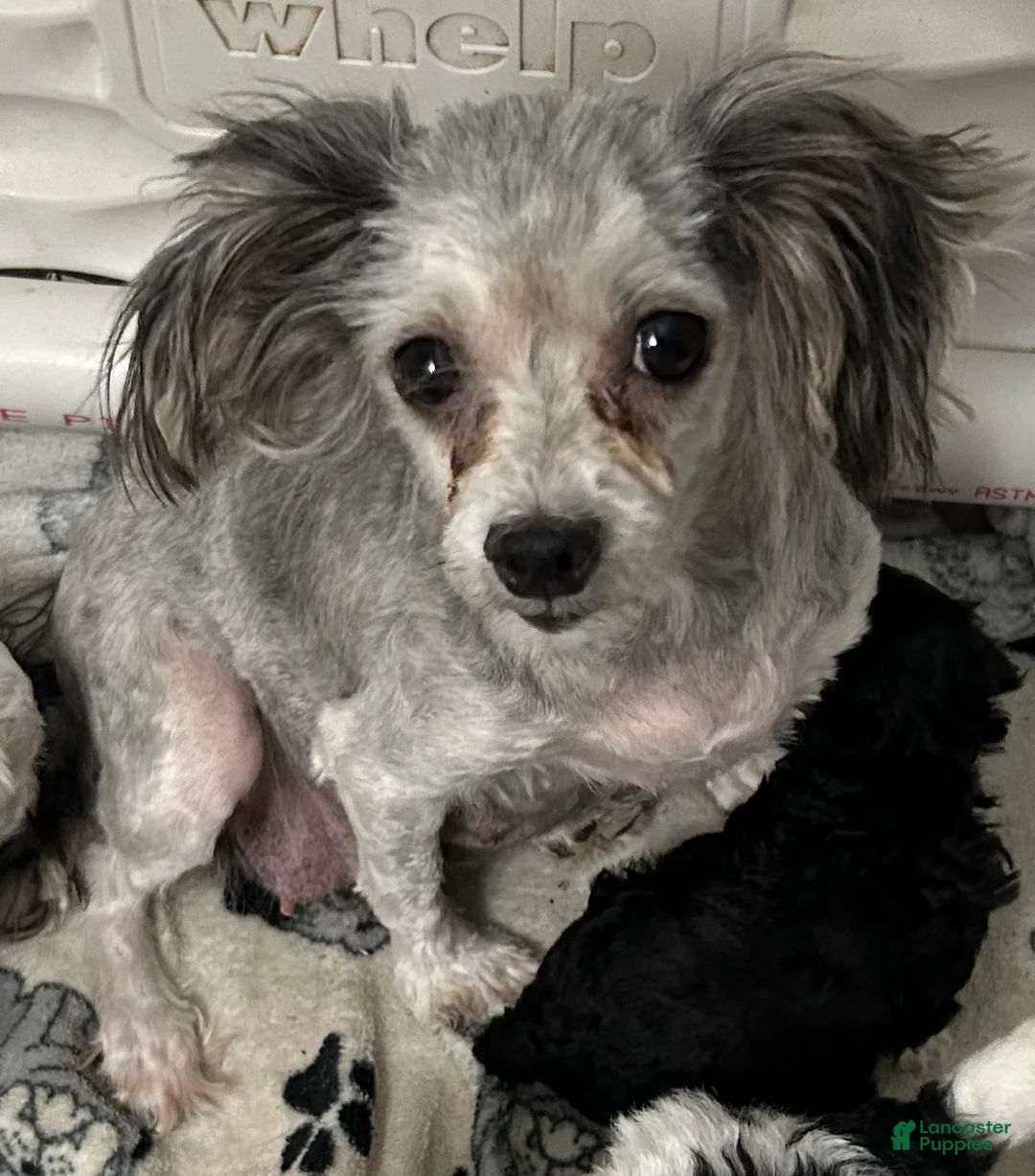 Maltipoo dogs for sale: Maltipoo 1 - Ad 2