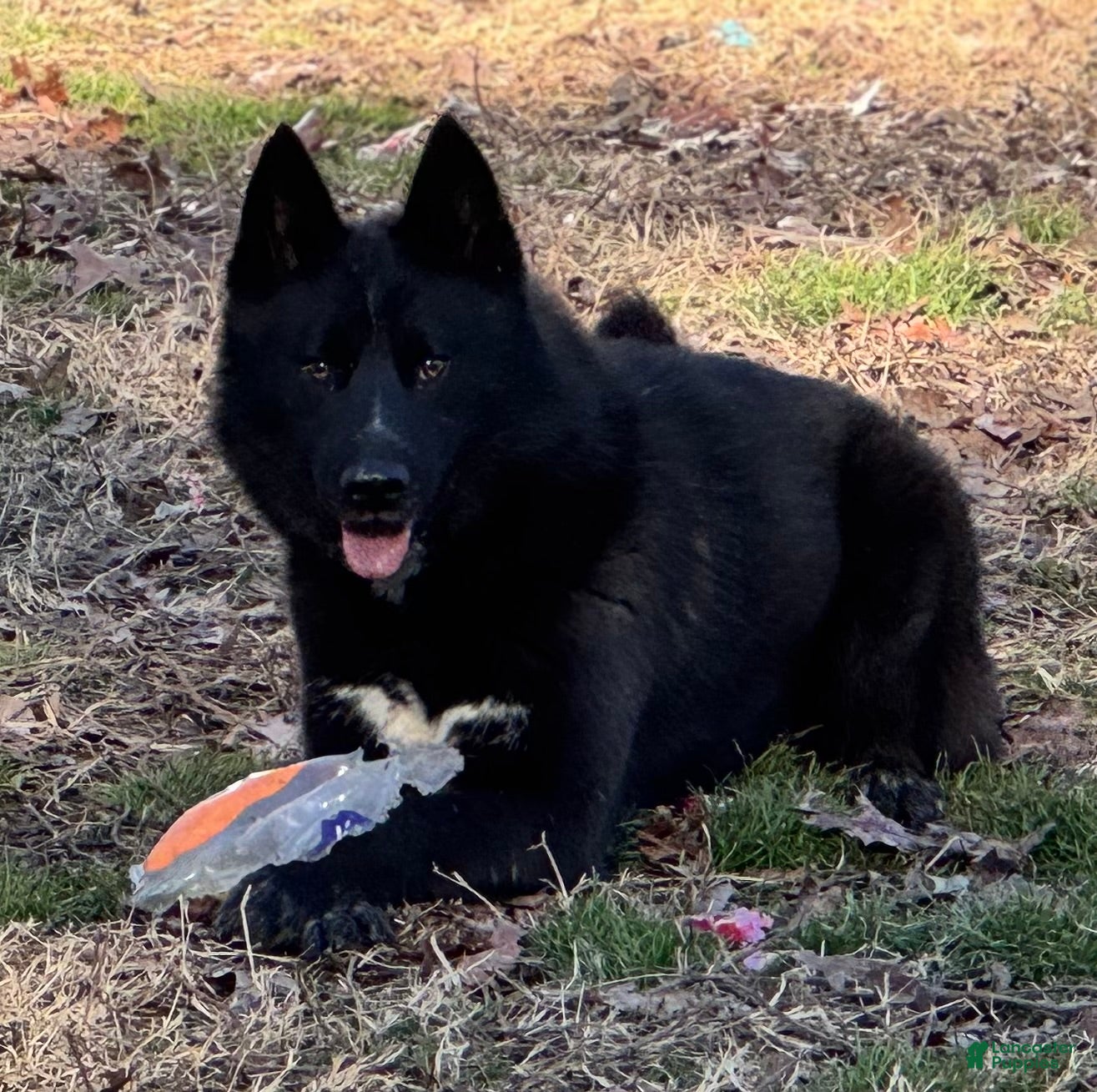 Siberian Husky dogs Knox - Ad 24