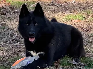 Siberian Husky dogs Knox - Ad 3