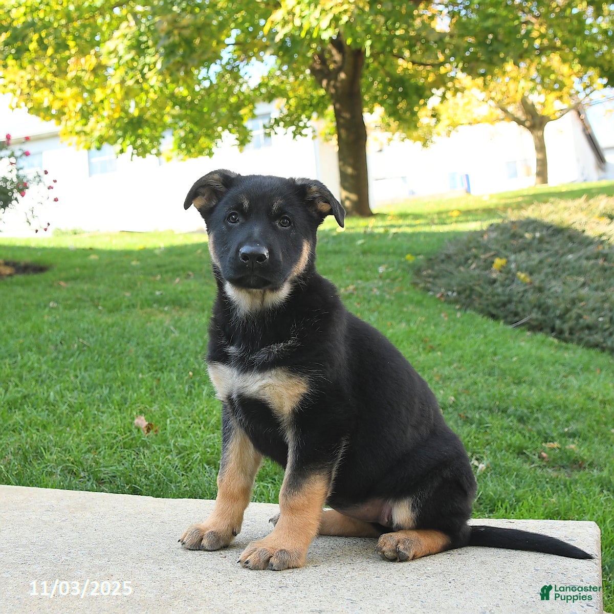 German Shepherd dogs Rain - Ad 10