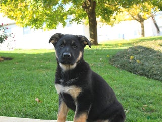 German Shepherd dogs Rain - Ad 31