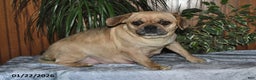 Puggle dogs for sale: Omar - Ad 4