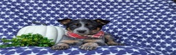 Australian Cattle Dog dogs for sale: Shelton - Ad 6