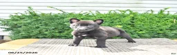 Mixed Breed dogs for sale: Averie - Ad 3