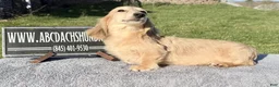 Miniature Dachshund dogs for sale: Cream - Ad 4