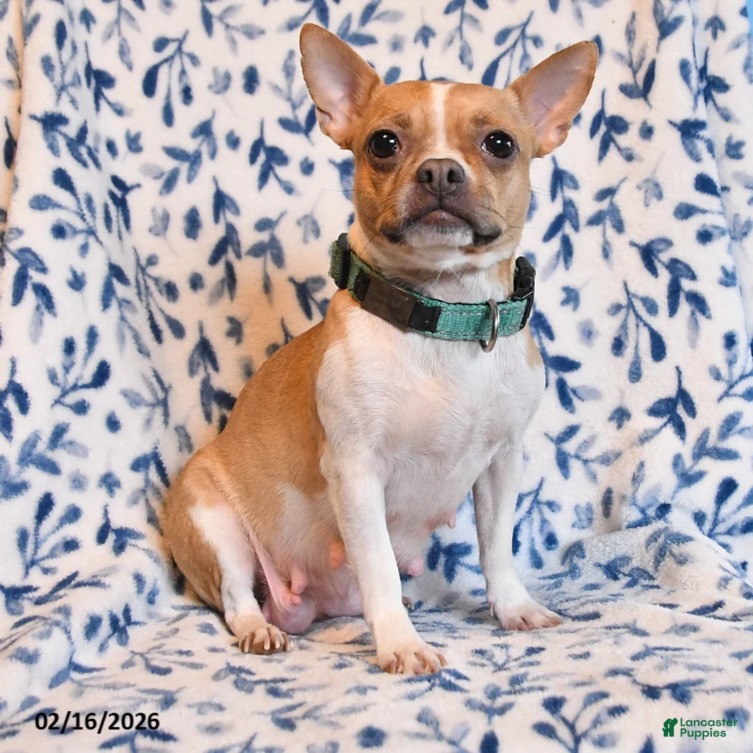 Mixed Breed dogs for sale: Linda - Ad 4