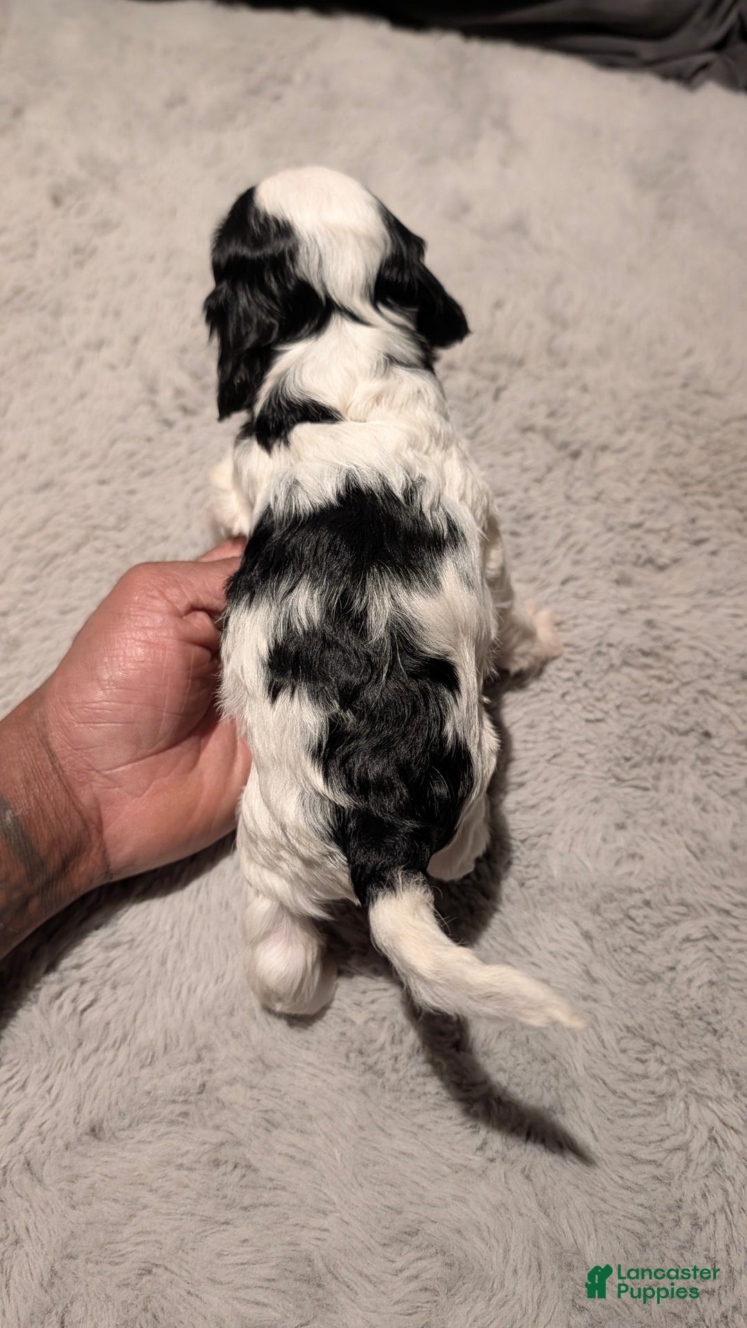 Cockapoo dogs for sale: Blake (F2b) - Ad 4