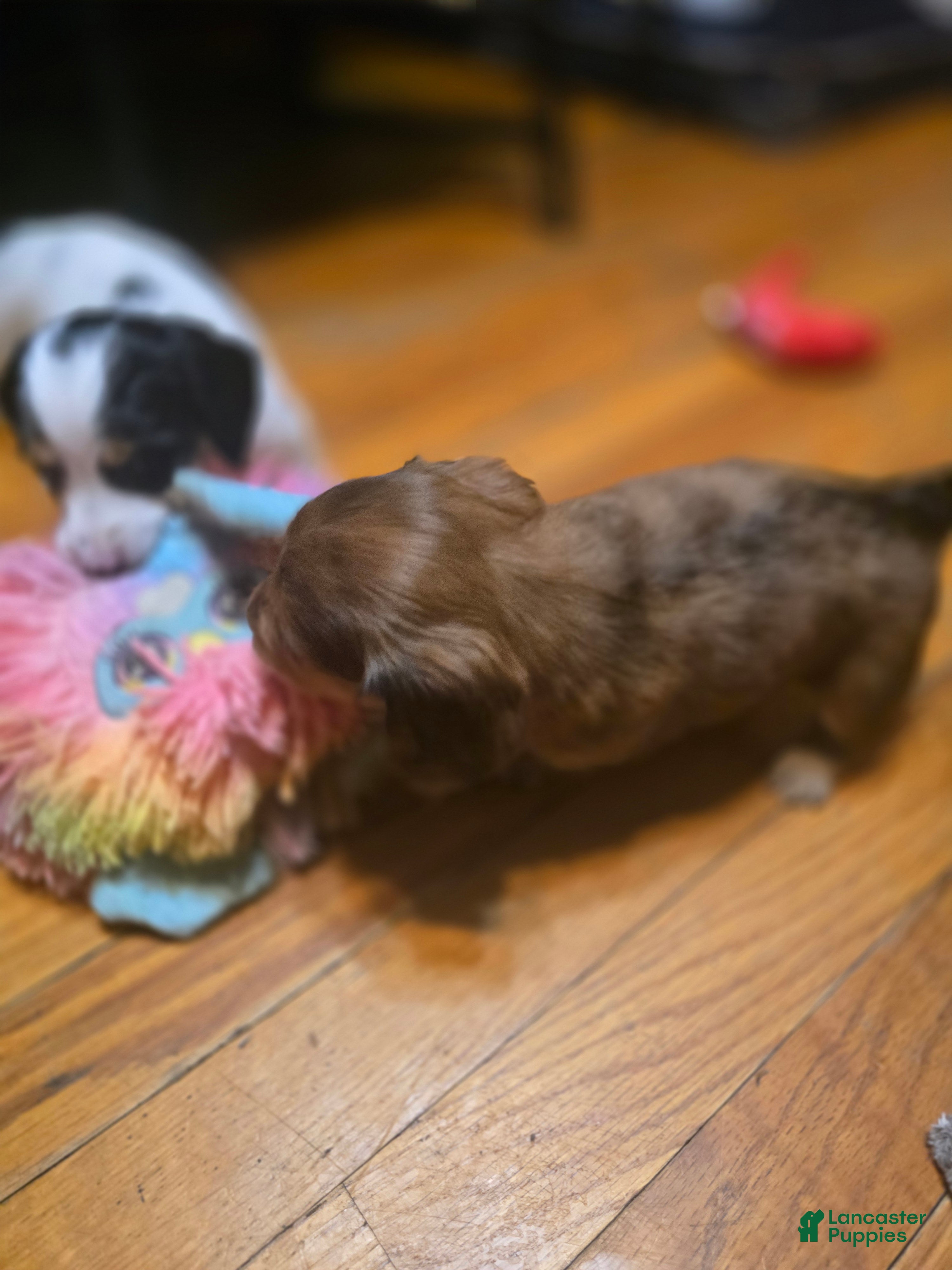 Miniature Dachshund dogs Deuce - Ad 1