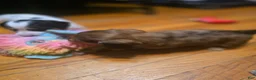 Miniature Dachshund dogs for sale: Deuce - Ad 18