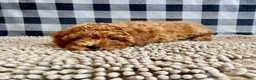 Miniature Poodle dogs for sale: Nola - Ad 8