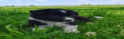 Border Collie dogs for sale: Giligan  - Ad 8