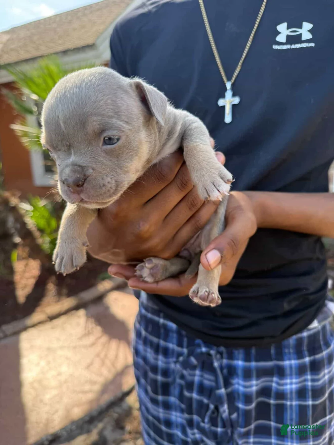 American Bully dogs for sale: Merle Female 5 - Ad 1