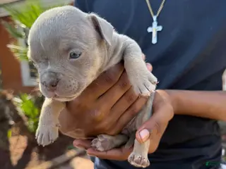 American Bully dogs Merle Female 5 - Ad 39
