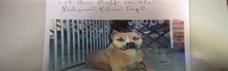 American Staffordshire Terrier dogs for sale: American Staffordshire Terrier 2 - Ad 25