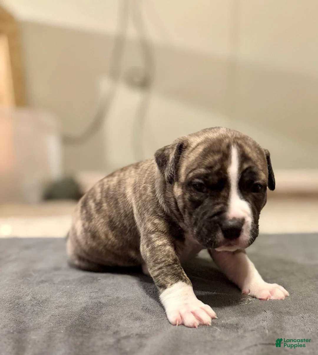 American Bully dogs for sale: Duke - Ad 1