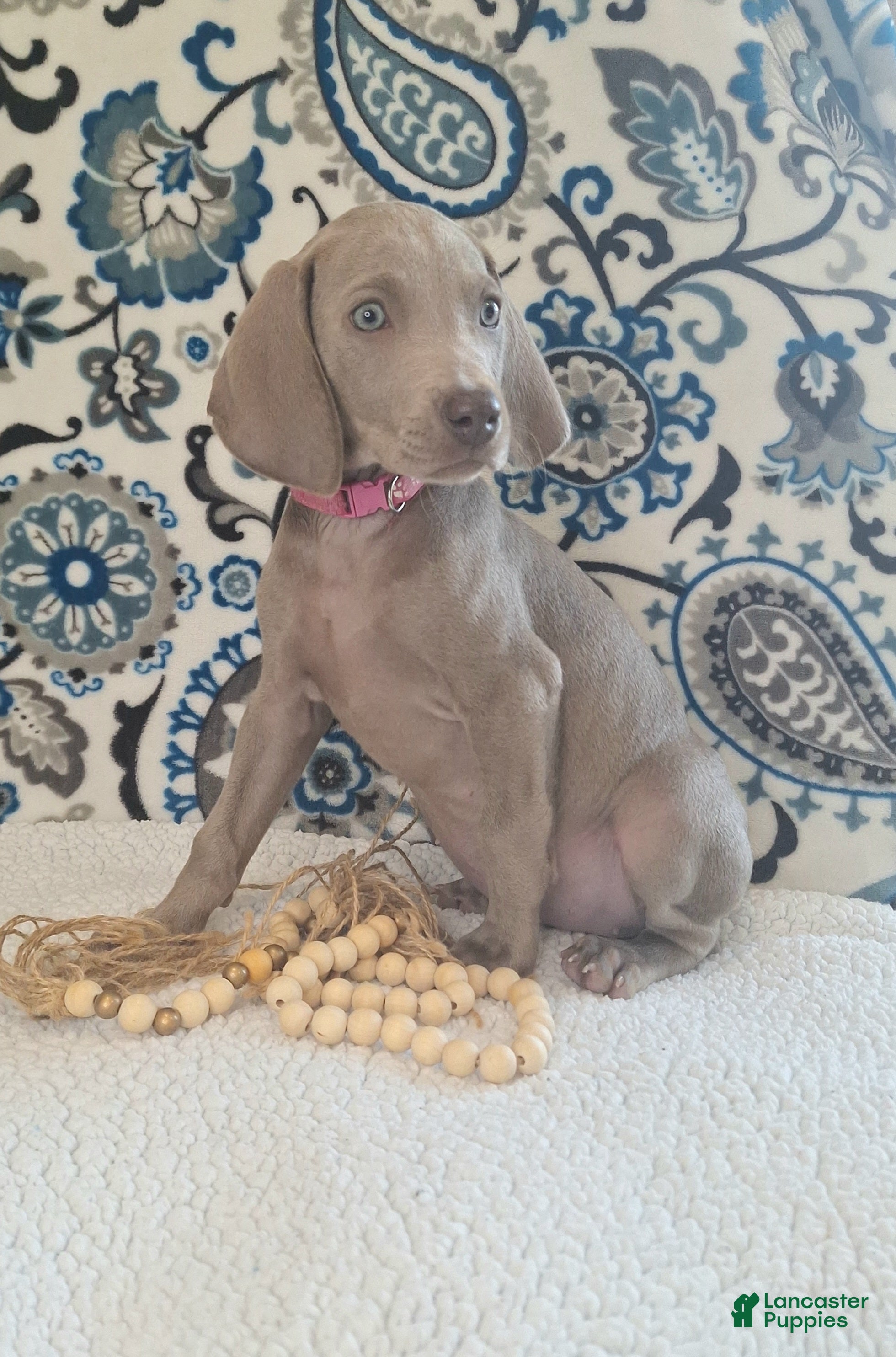 Weimaraner dogs Ellie - Ad 8