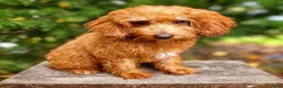Mini Goldendoodle dogs for sale: Rosie - Ad 5