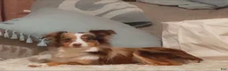 Toy Australian Shepherd dogs for sale: Toy Australian Shepherd 3 - Ad 5