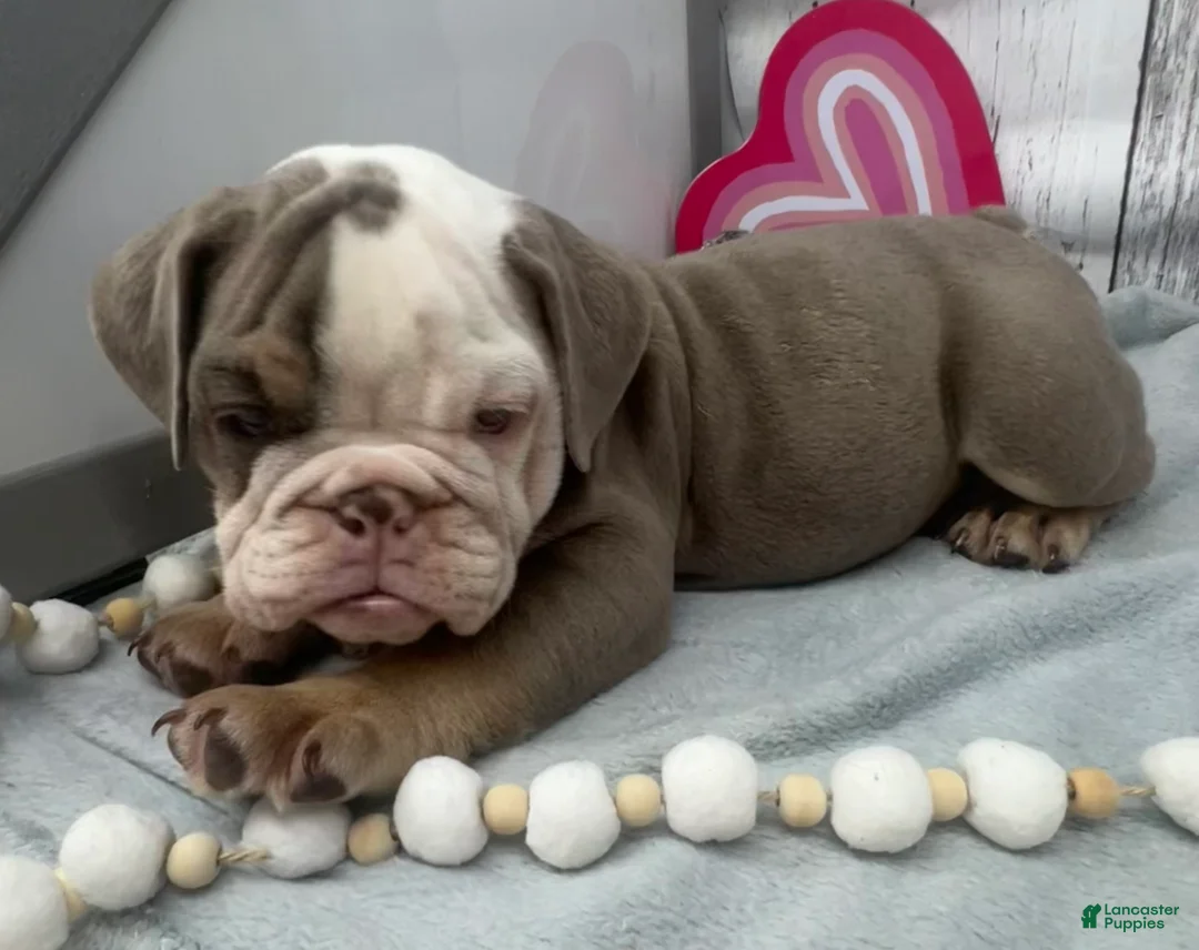 English Bulldog dogs for sale: Leo - Ad 5