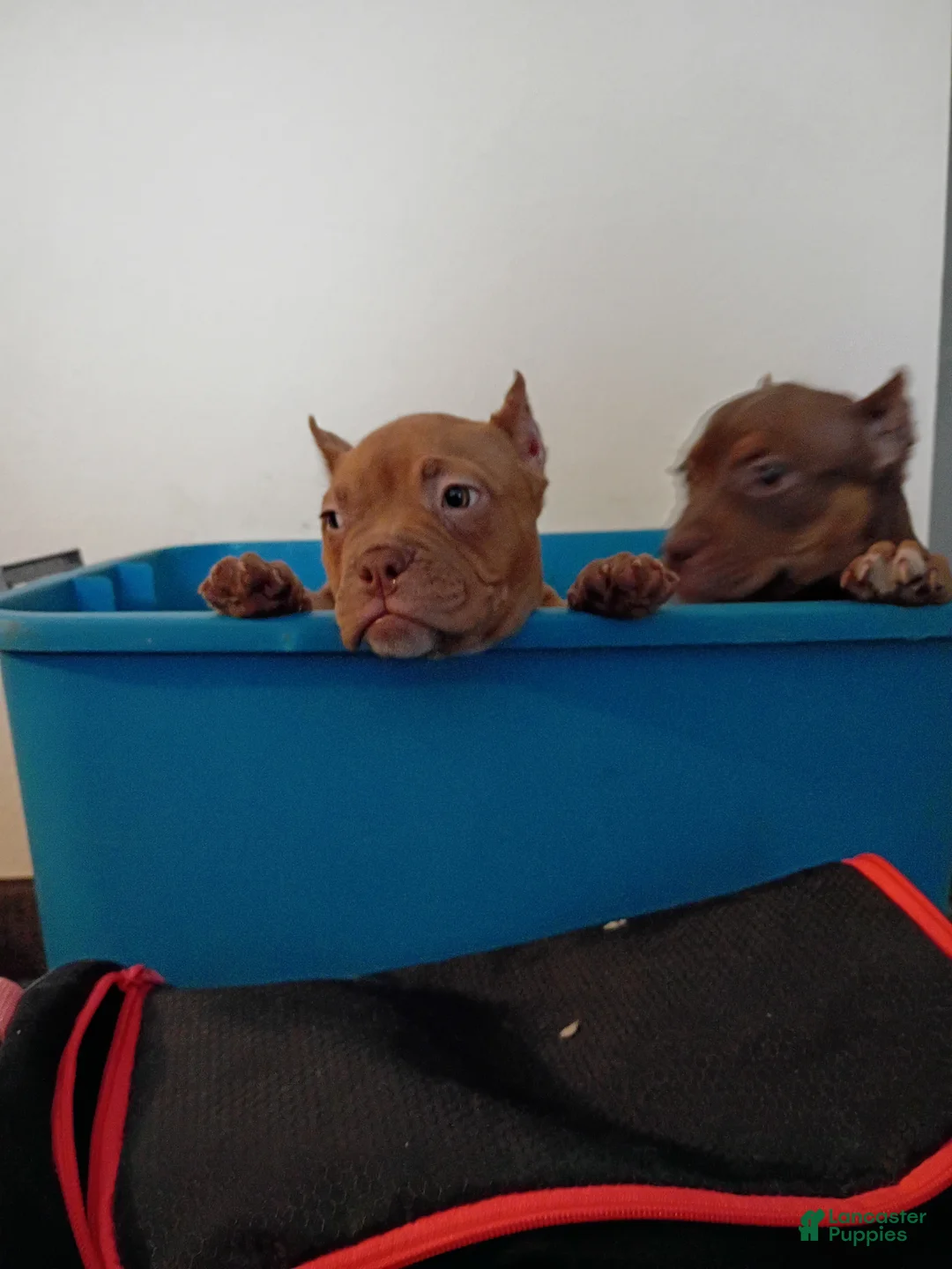 American Bully dogs for sale: American Bully Puppy 4 - Ad 1