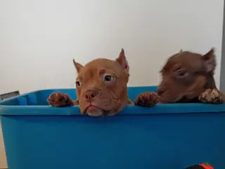 American Bully dogs American Bully Puppy 4 - Ad 36