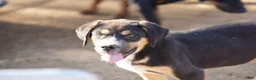 Mixed Breed dogs for sale: Bandogge Bart - Ad 1