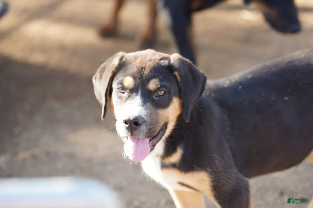 Mixed Breed dogs for sale: Bandogge Bart - Ad 1