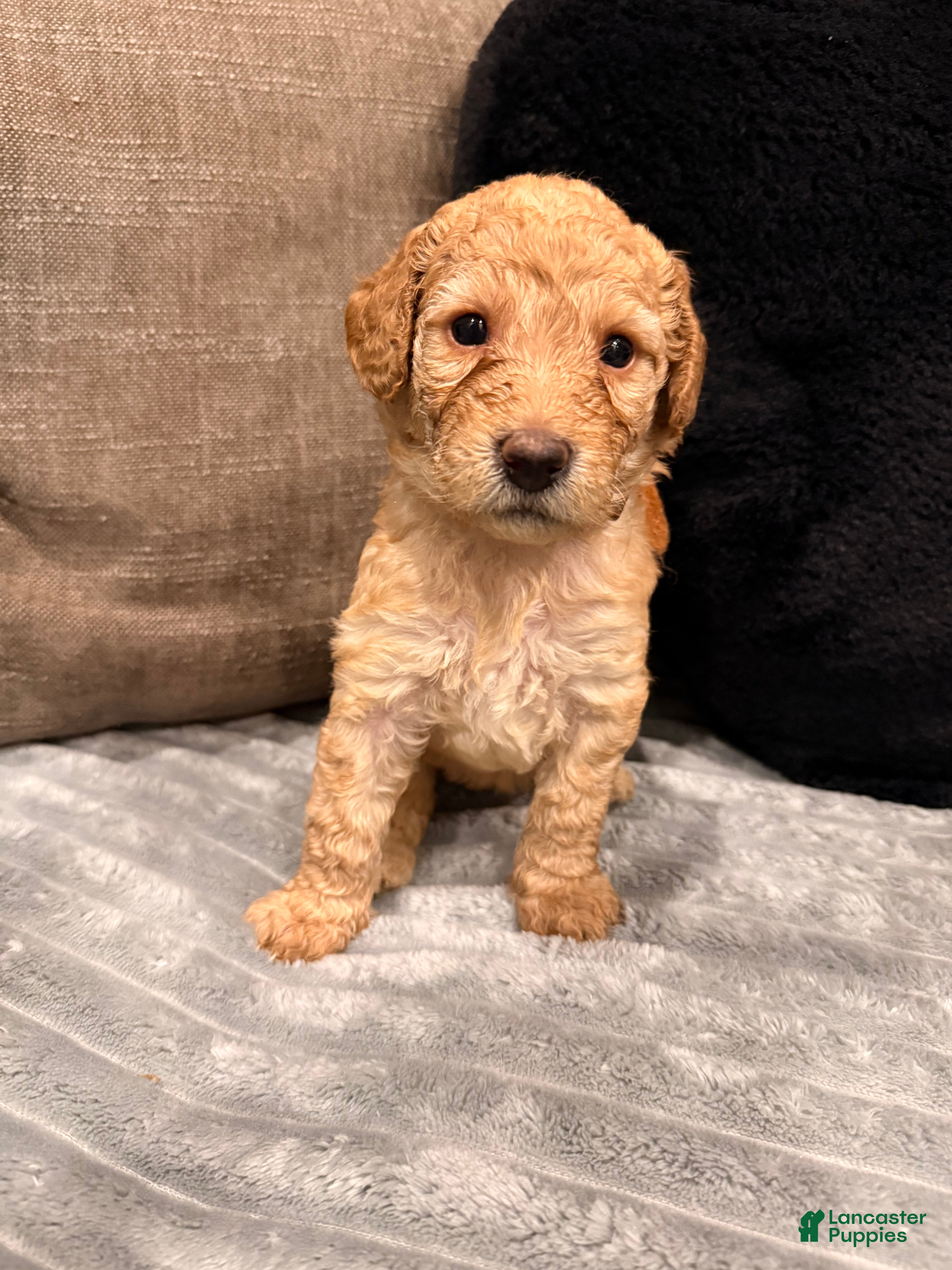 Mixed Breed dogs Mixed Breed Puppy 4 - Ad 20